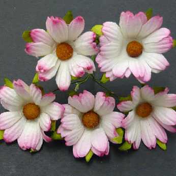 5 Stk. Chrysanthemen 2-tone pink